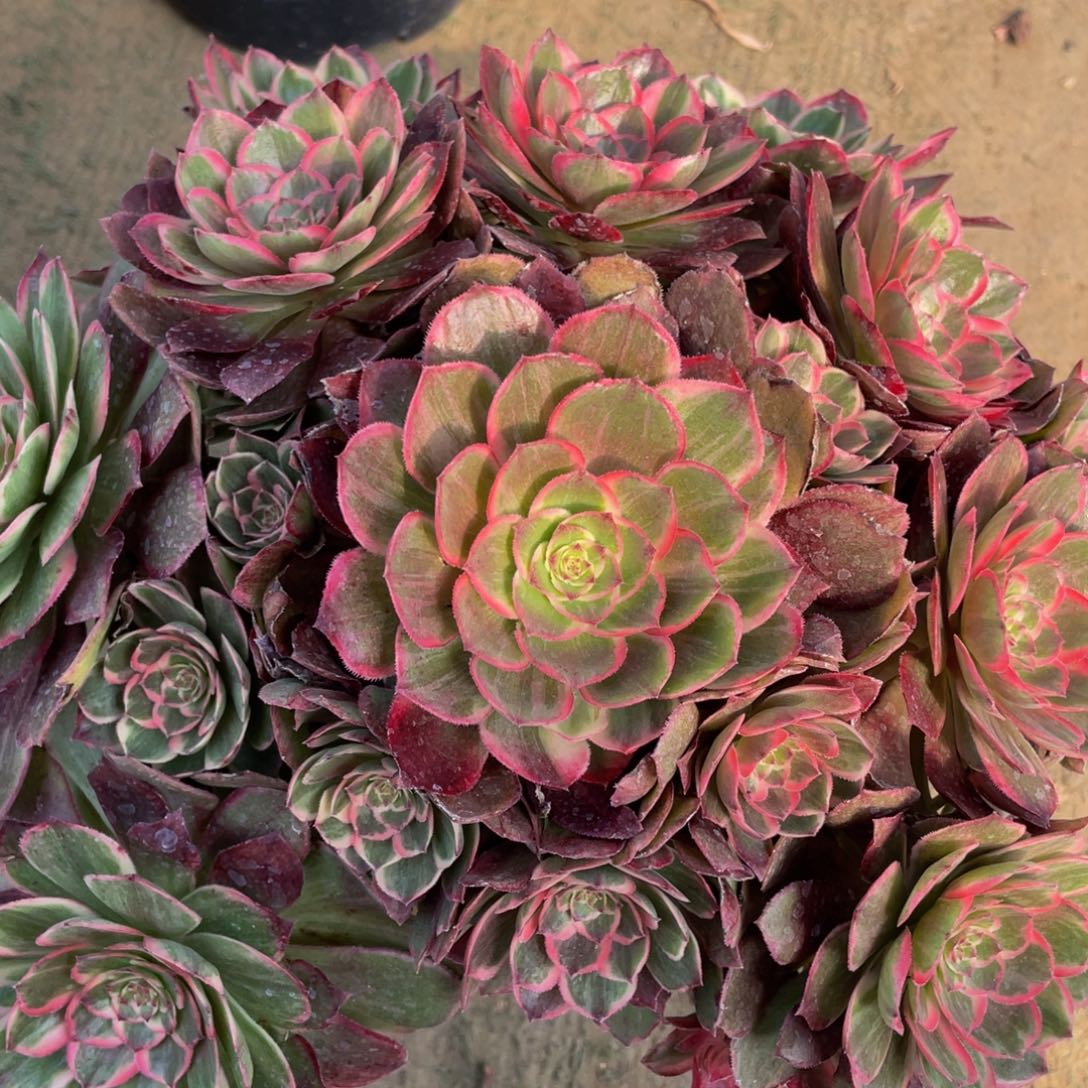 469莲花座精品法师多肉