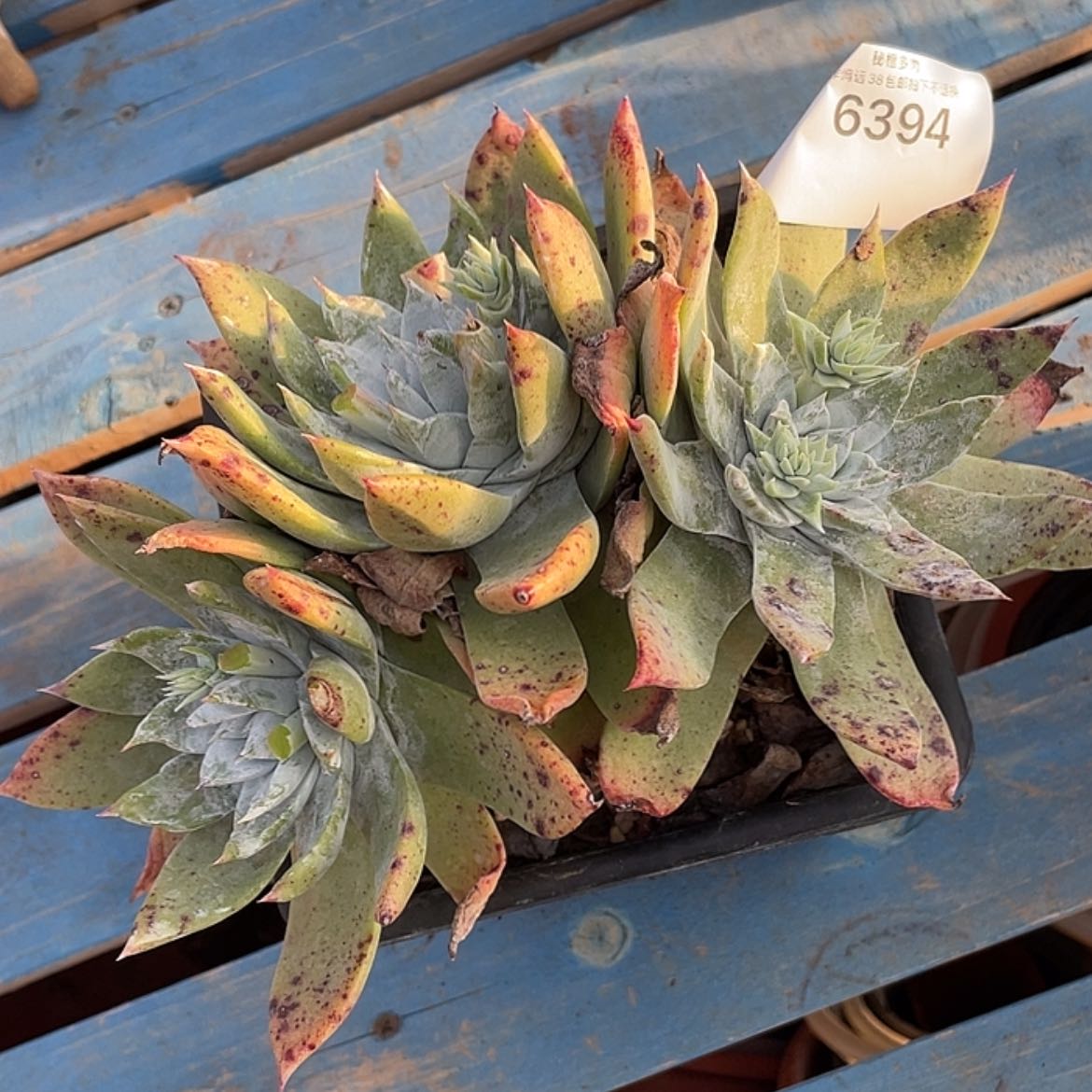 【闪购商品】赛丽娜