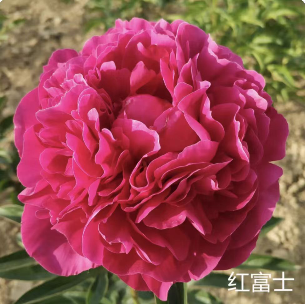 （进口）红富士菏泽芍药花苗多年生地栽盆栽花苗