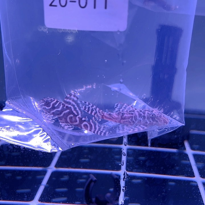 热带鱼不分公母2条20-011