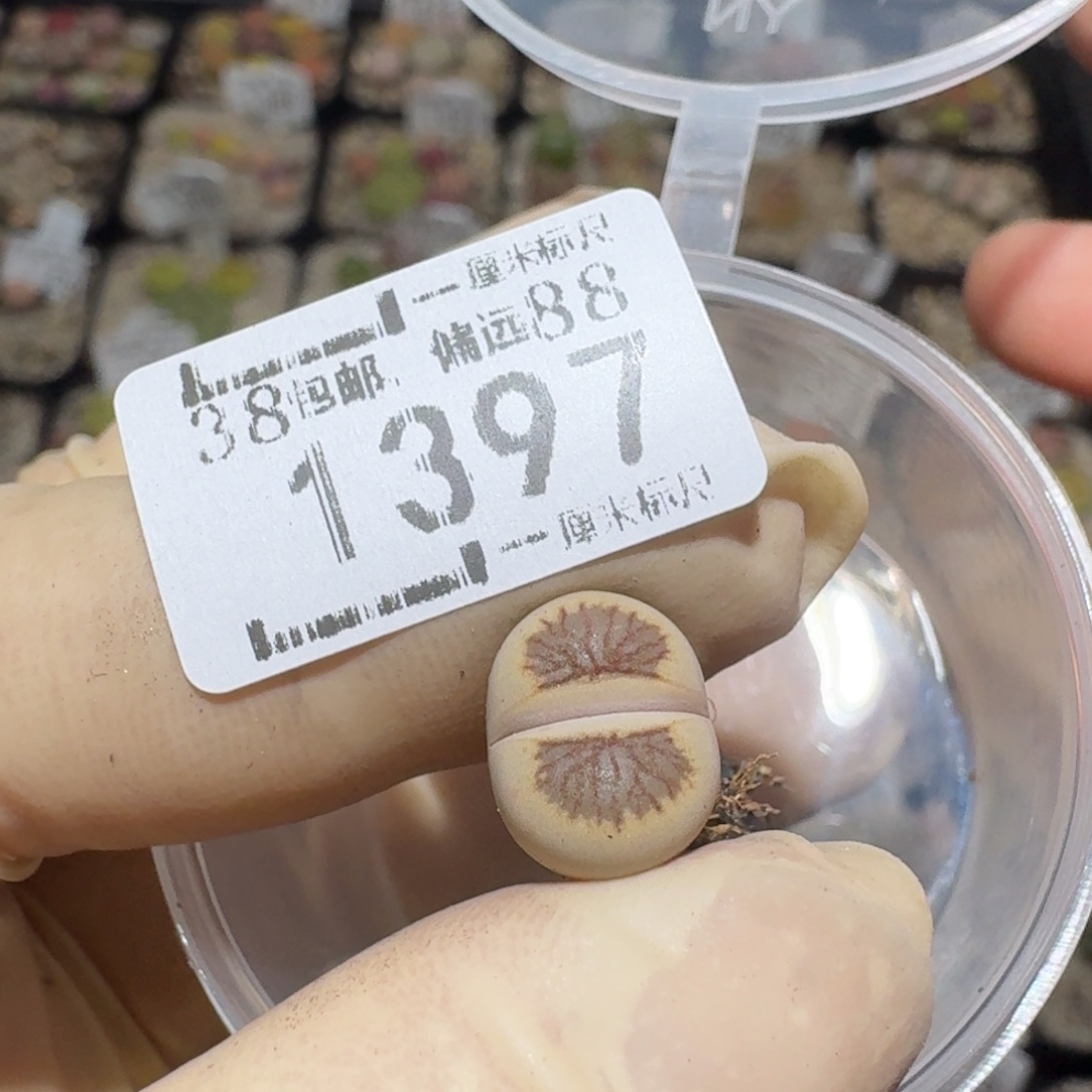 爱***见zzz精品也福利1397