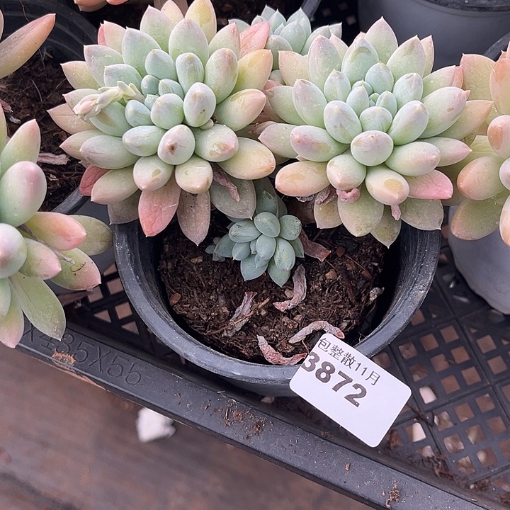 阿雅园艺。       3872奶糖