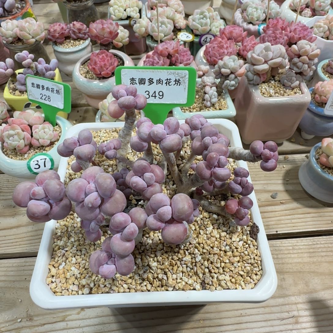 349桃蛋老桩多头无砍