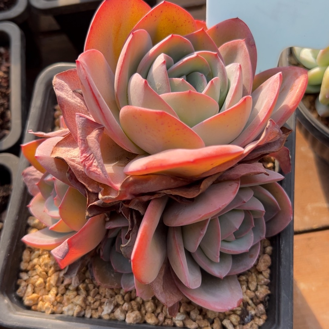 布鲁蓝    111111111111