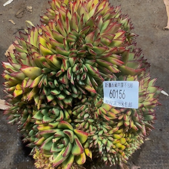 你****妹红魔缀60156多肉