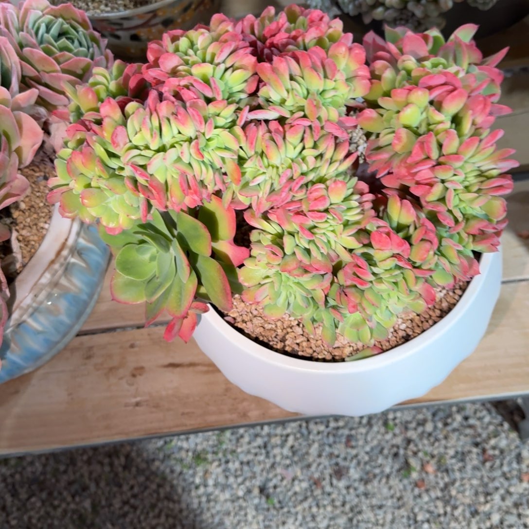 和***玉寄养多肉植物链接雪碧缀化