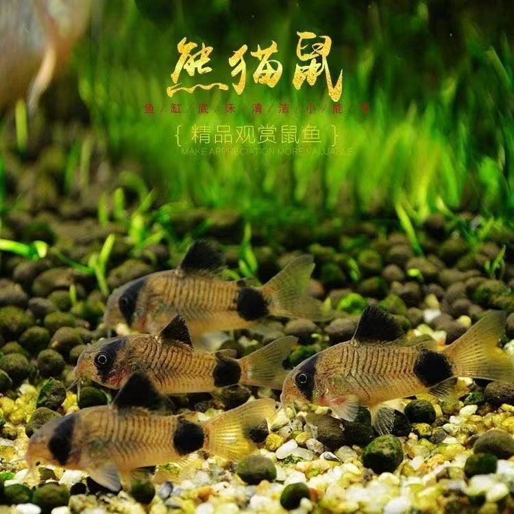 熊猫鼠鱼老鼠鱼小型热带观赏鱼鱼缸除藻清洁工具鱼