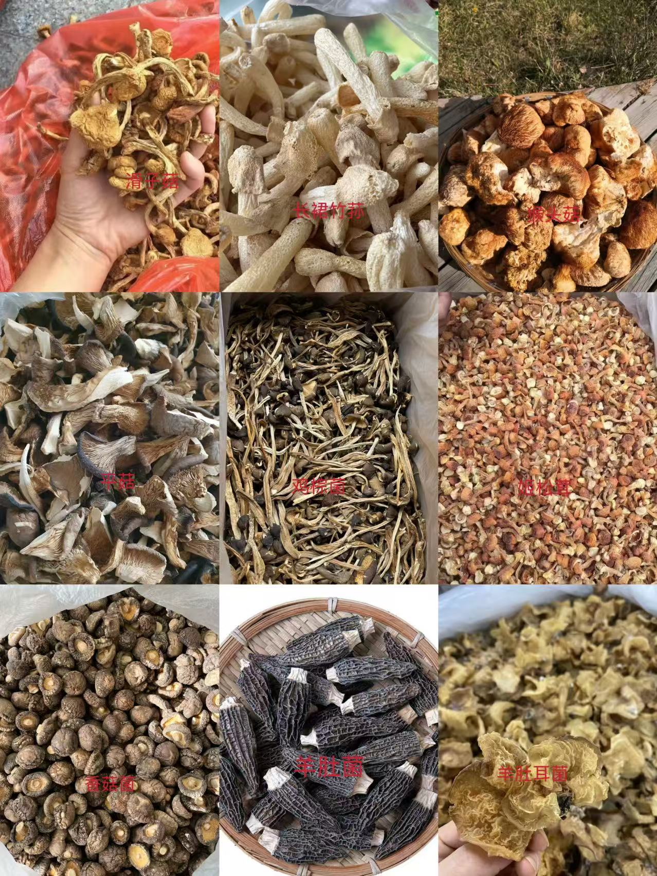 桑甚代拍精选链接--16