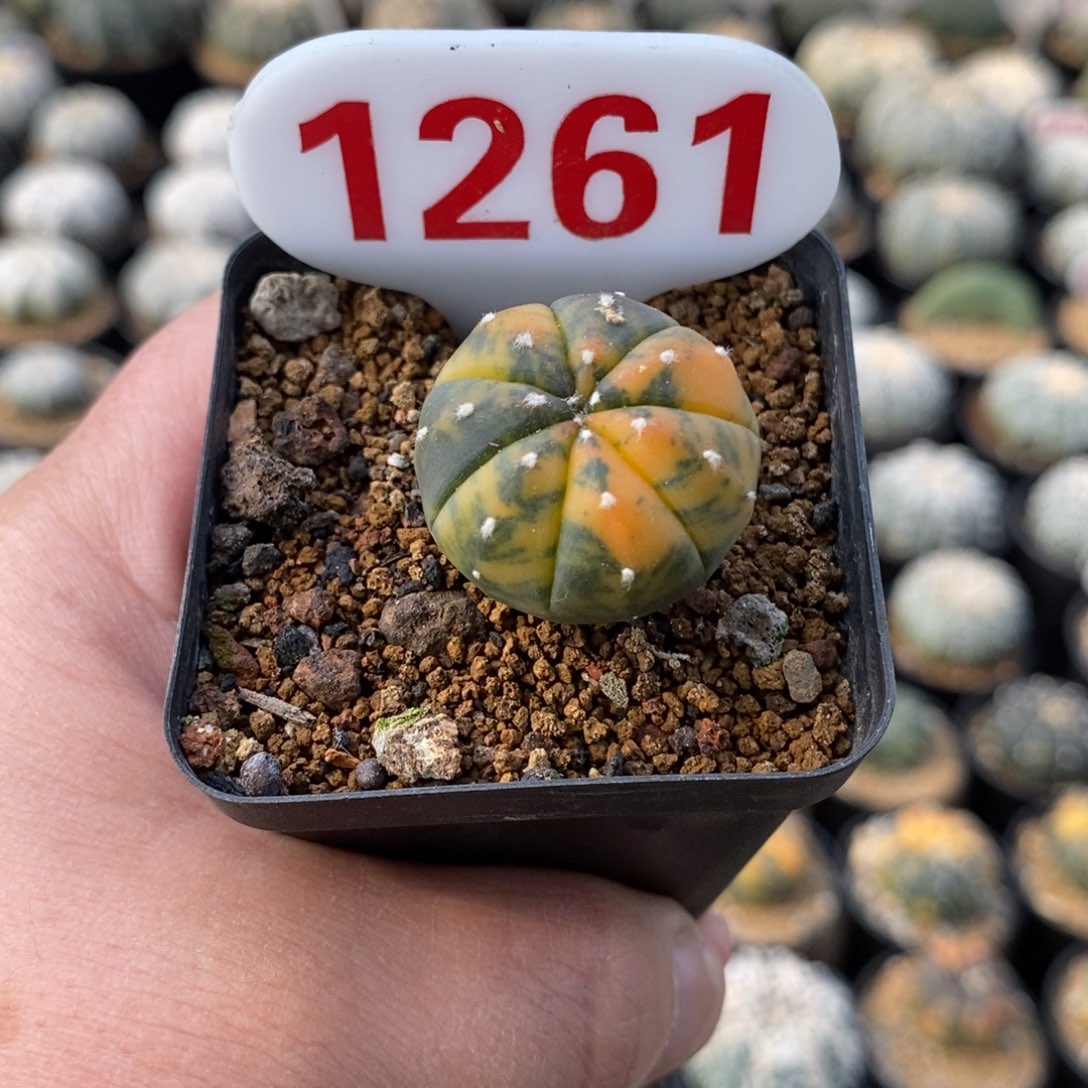 1261兜锦福利多多