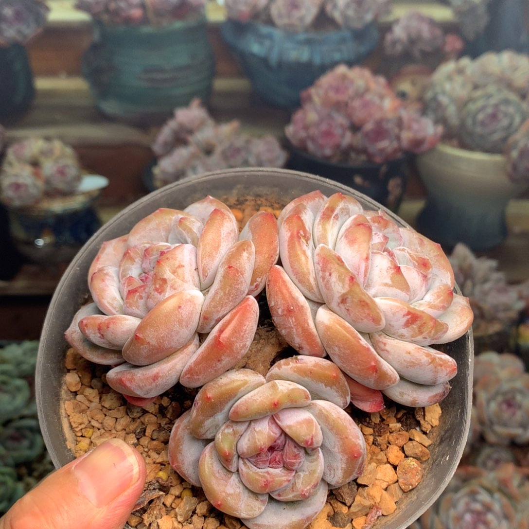 发货哈哈哈哈哈哈