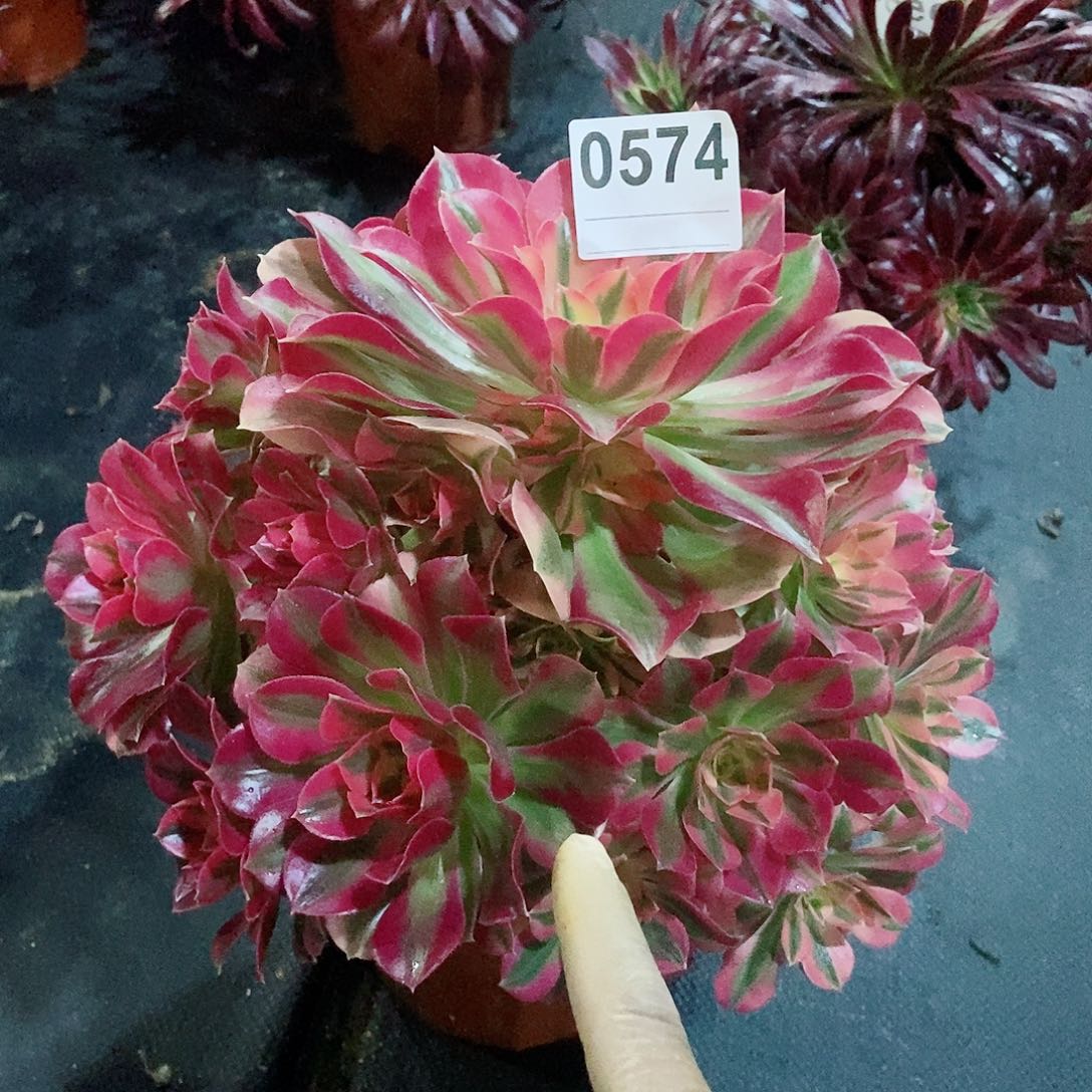 红陶0574女巫4多肉