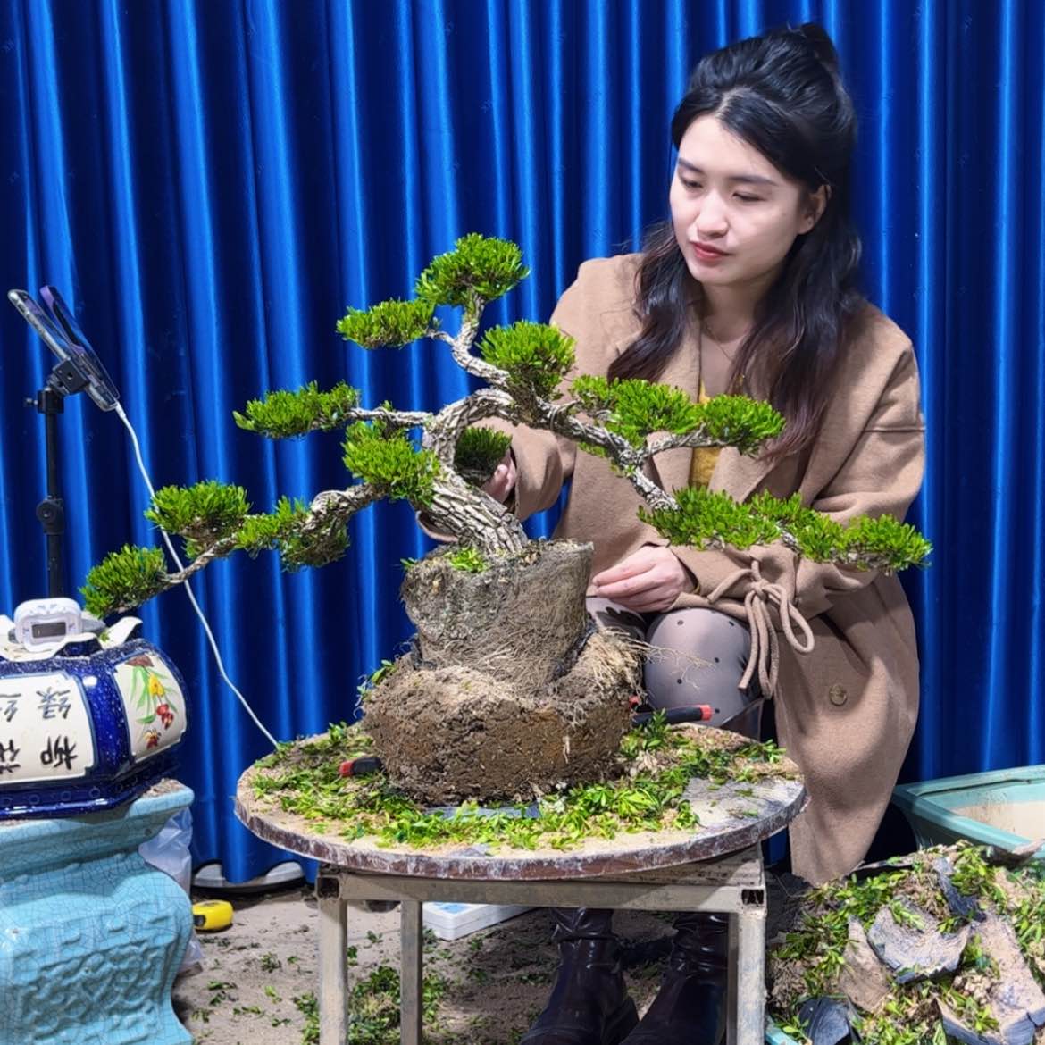 【闪购商品】广东雀舌黄杨盆景