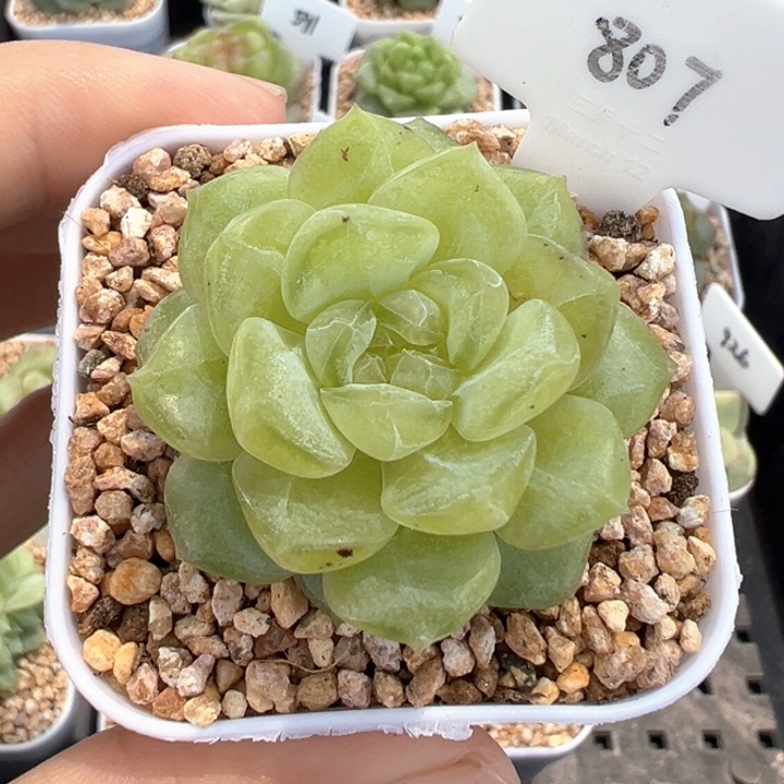 807号风花雪月系列新个体有晒斑
