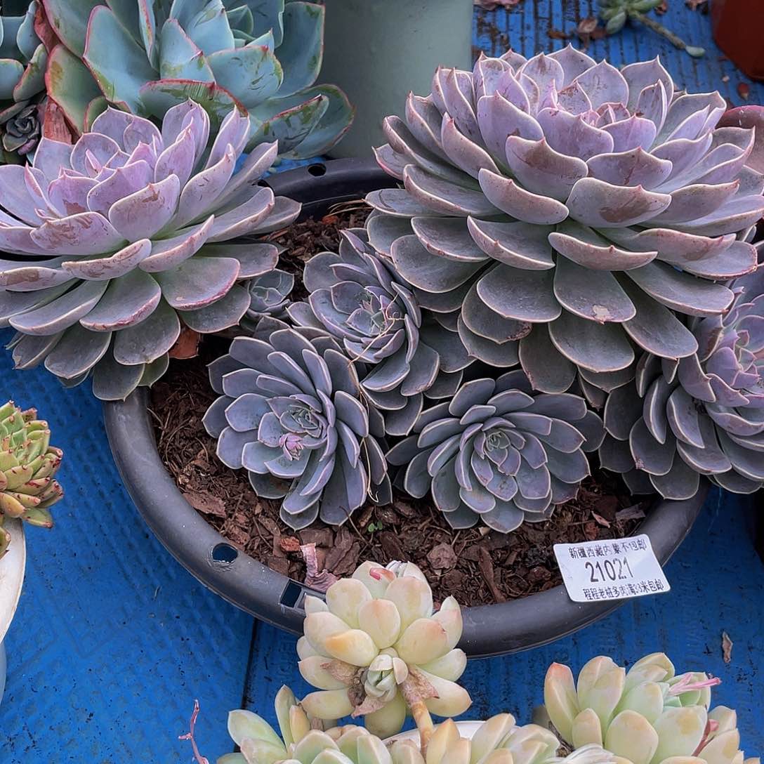 佳*天赐21021多肉