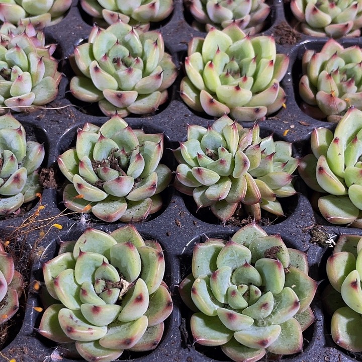 小星光珍妮1元带土发