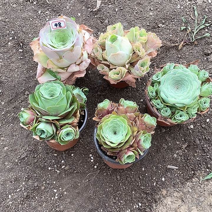 无花朵诺5颗玫瑰48号