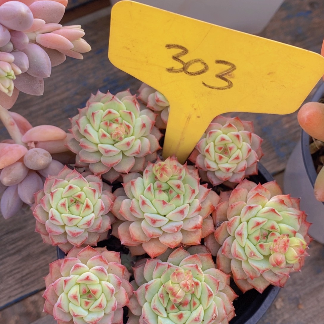 精品多肉，一物一拍，看准下单