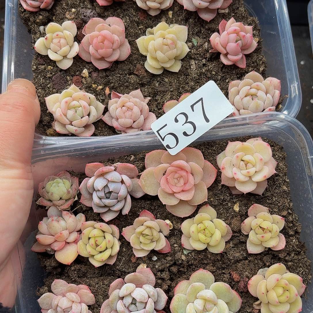 多肉植物多肉植物537