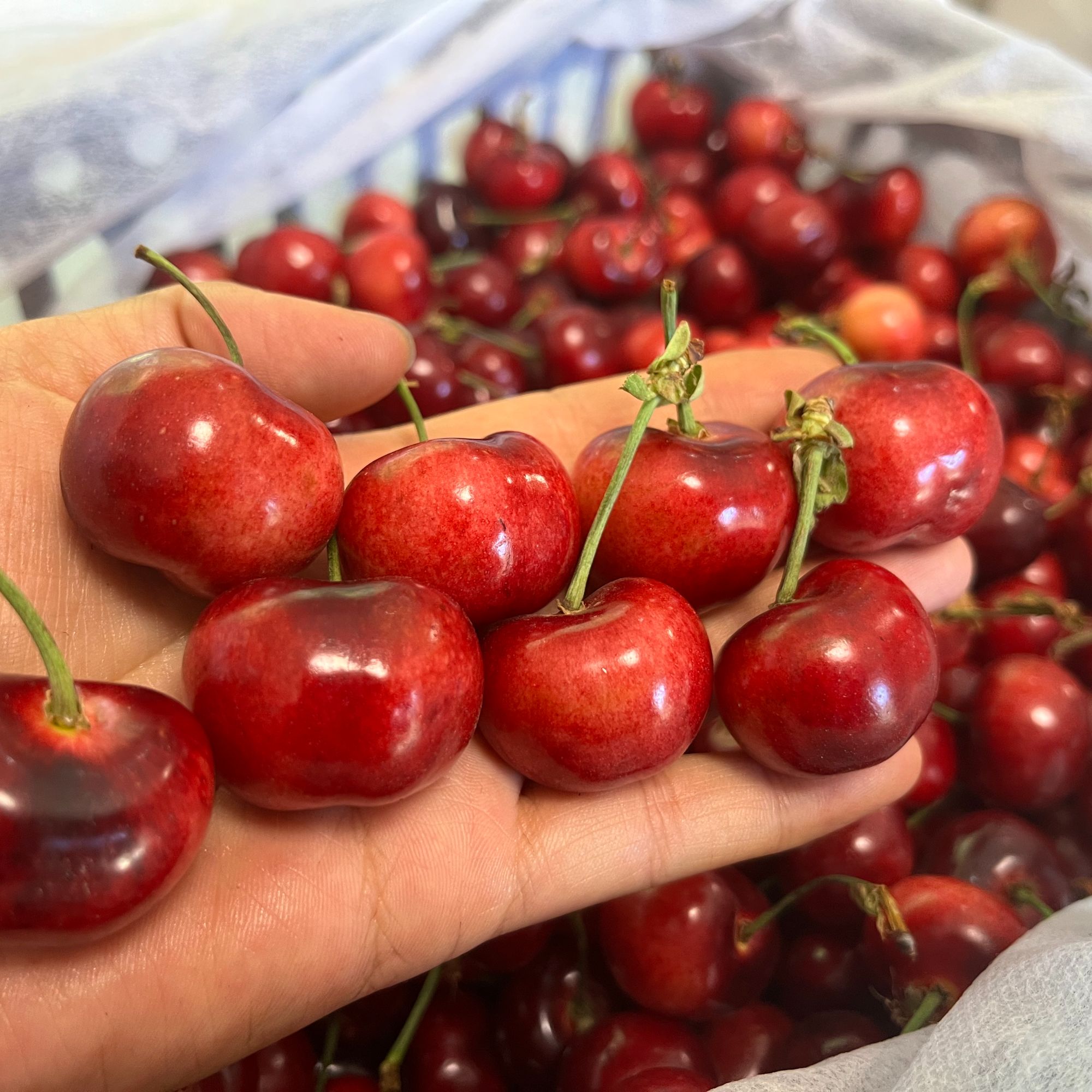 天津本地布鲁克斯樱桃3斤新鲜采摘现摘现发京东顺丰包邮