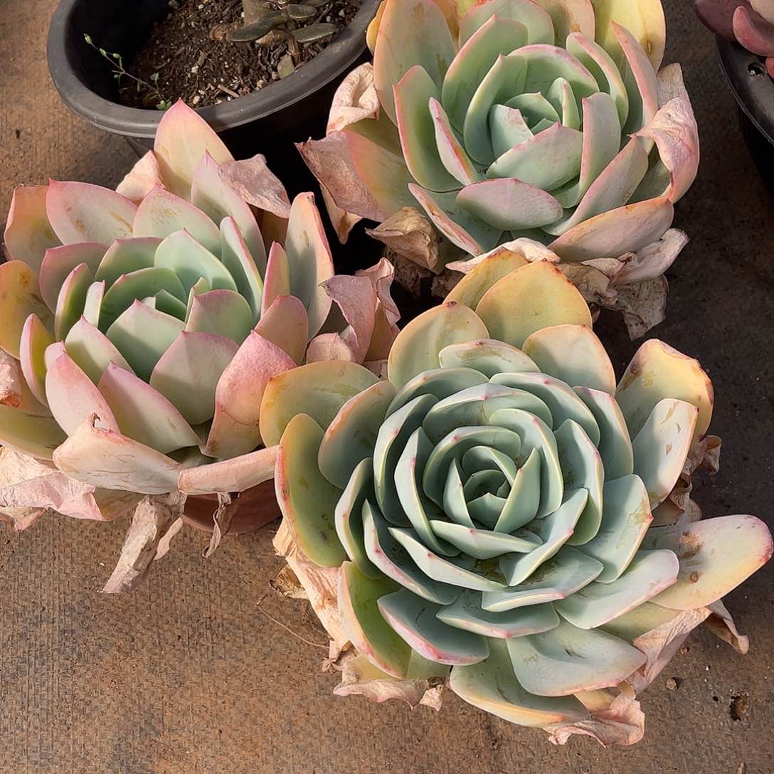 白玉兰9.9米量拍多肉