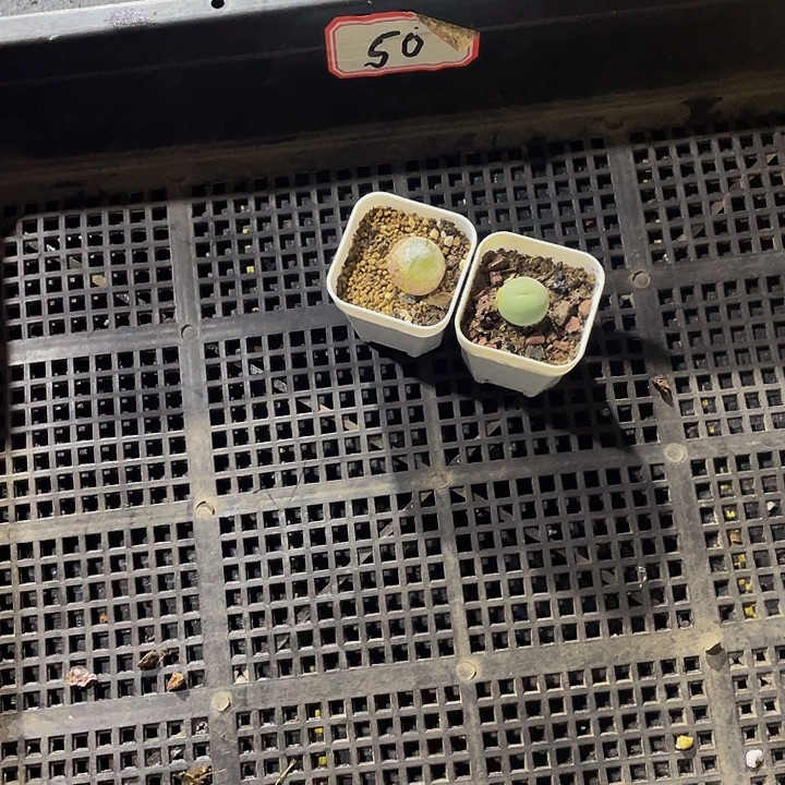 -***爱50号筐带盆土发货
