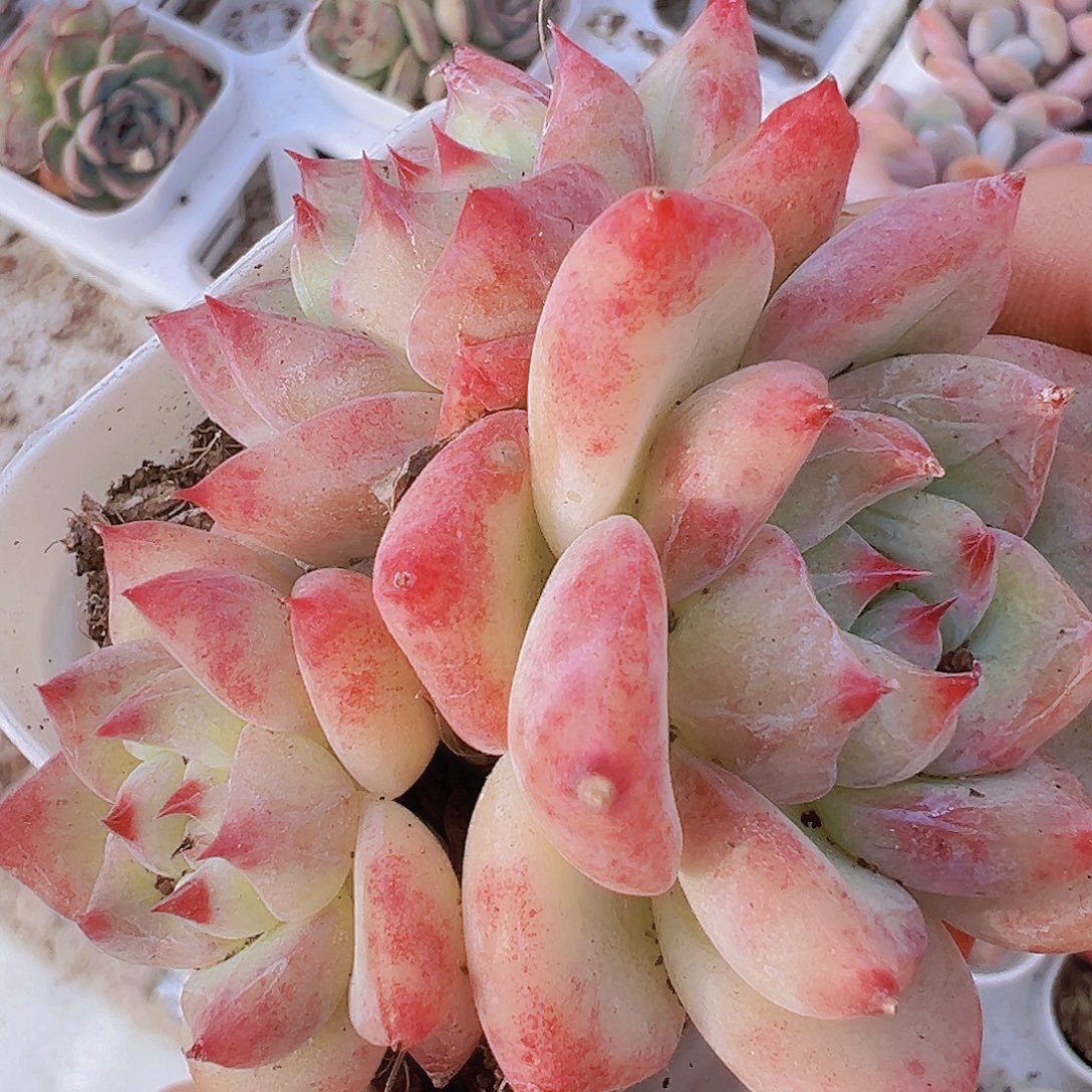 白拉糖群19包邮多肉