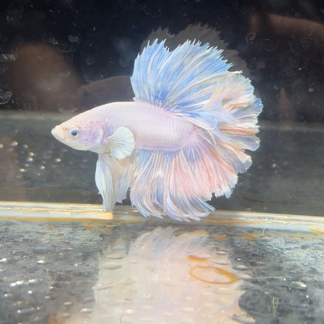 斗鱼16号梦幻粉色绣球