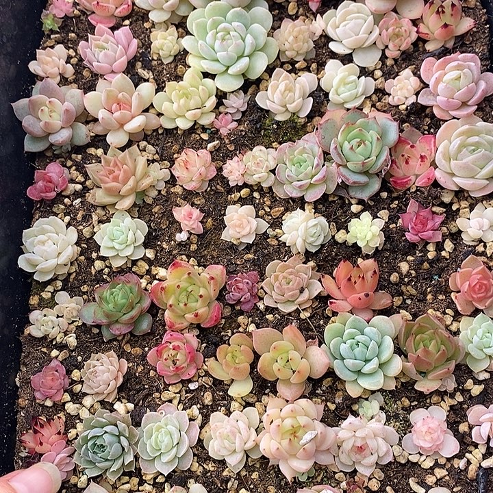 110 多肉植物盆栽花卉