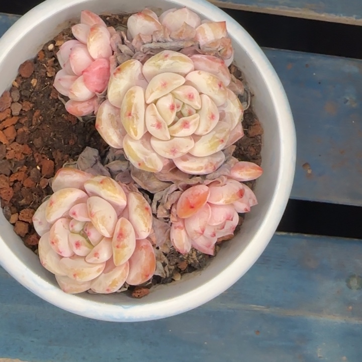 脱土一颗好看的橙梦露