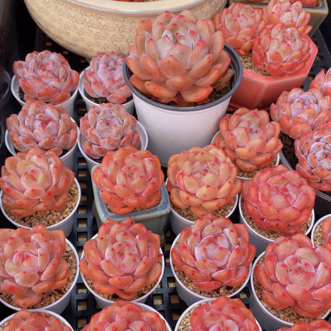 量拍66号 果冻韩版仙女橙单头5个