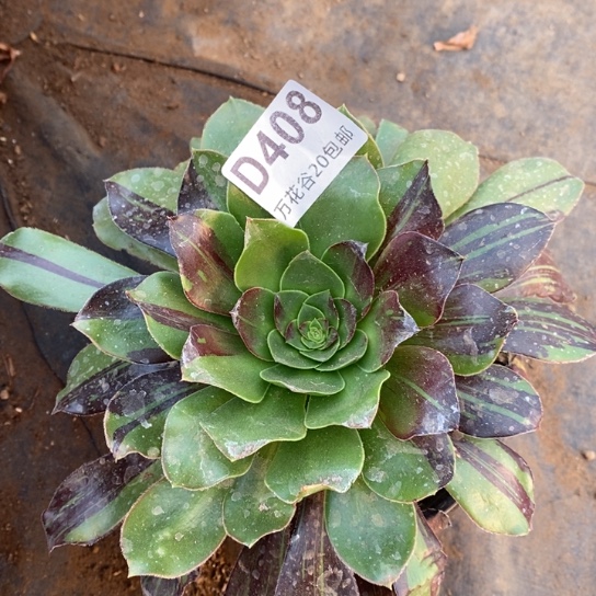 408花斑鹿多肉植物