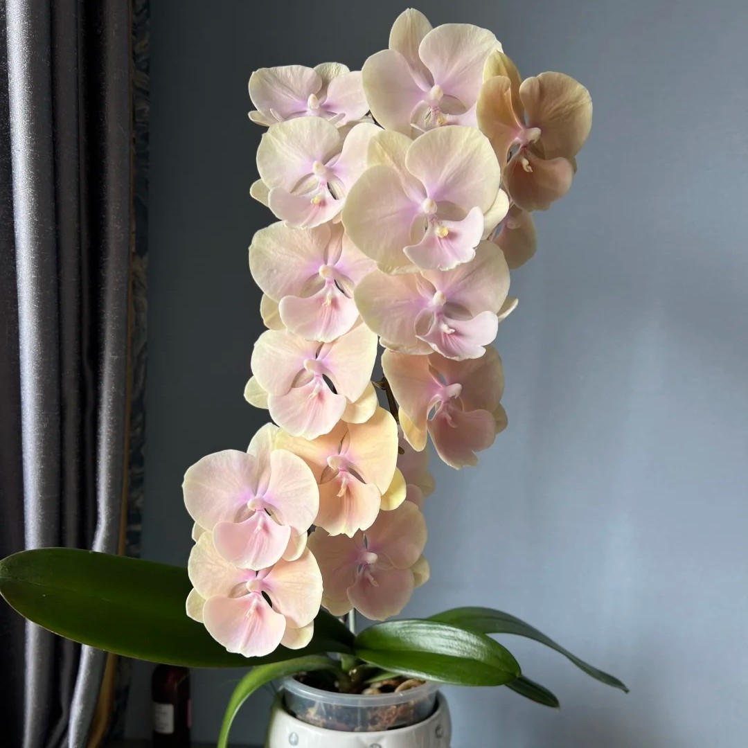 《蝴蝶兰黄袍》2.8寸杯中大花大舌头苗子发货