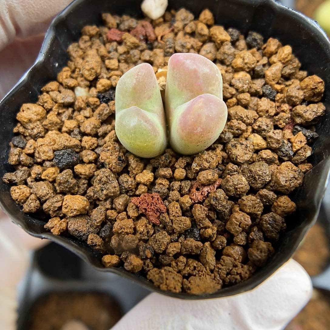 多肉植物K-2260（1.3）风铃杂 福利