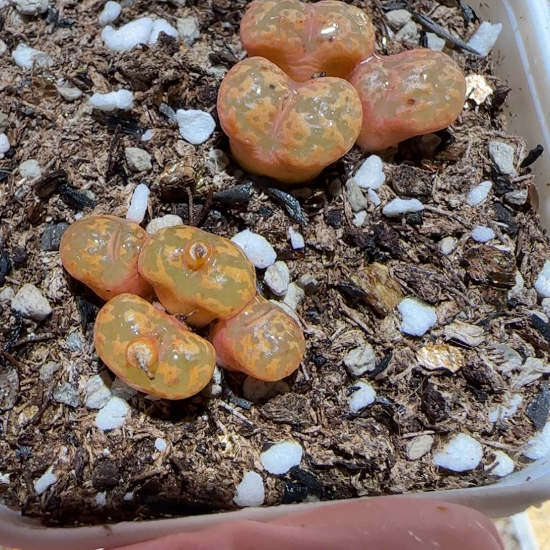 肉锥多肉植物百科6-粉色勋章698一盆