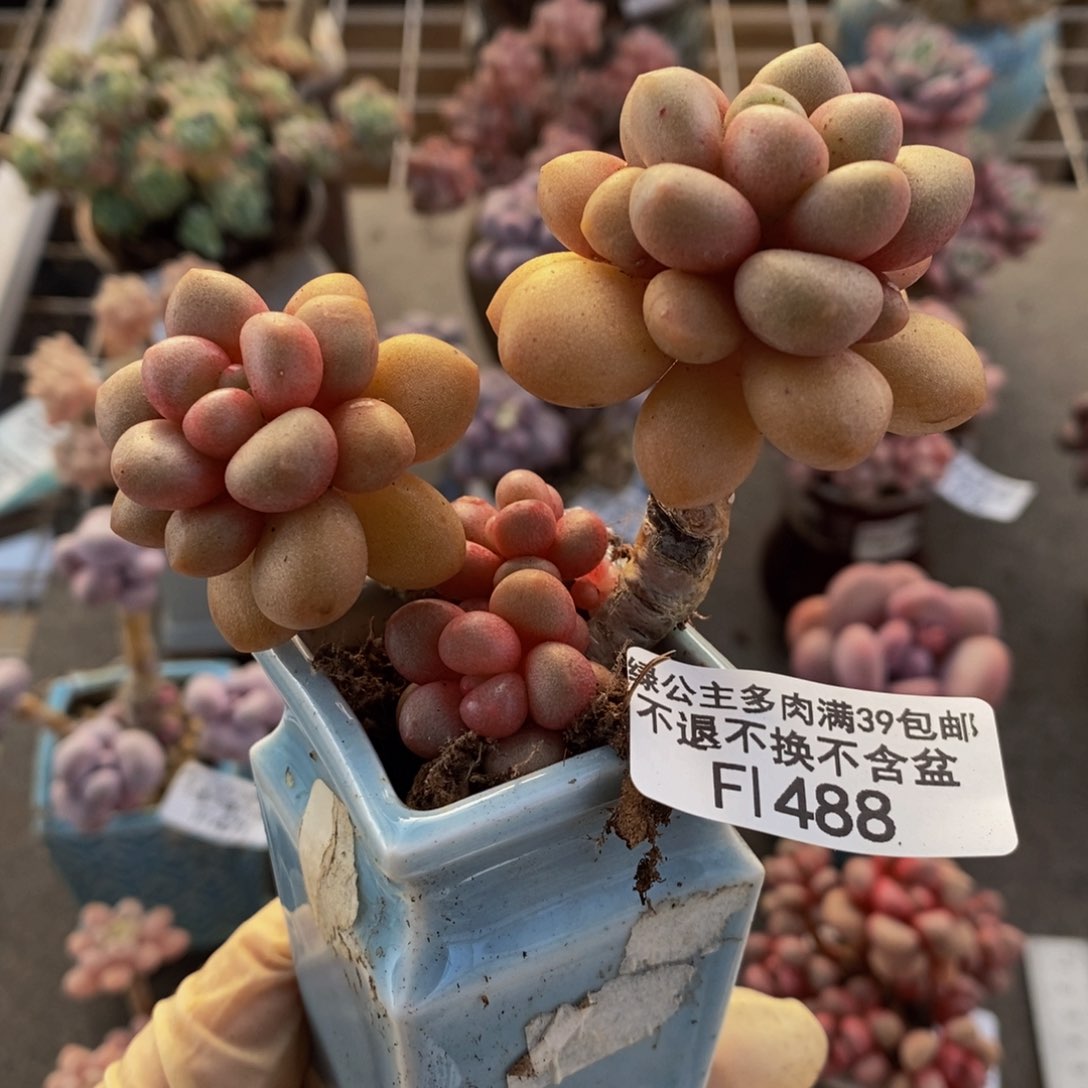 先锋派488/8cm多肉