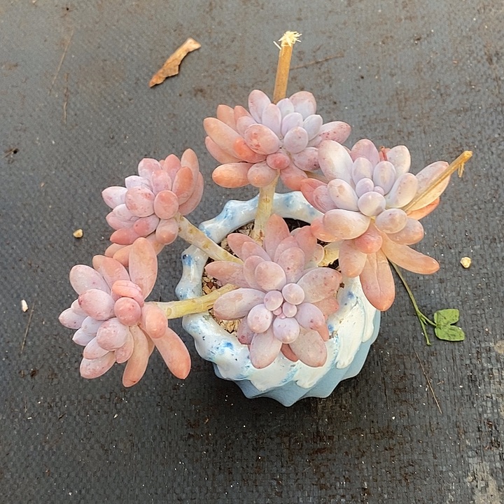 (***寻多肉植物肉肉植物
