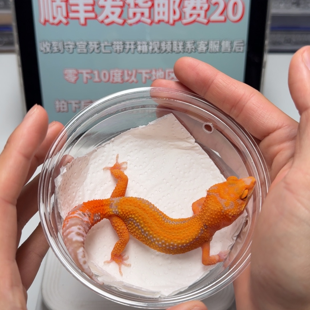 豹纹守宫烈酒妹妹