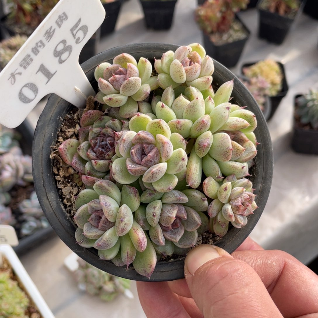 ✨***o0185赤水晶不带盆12厘米