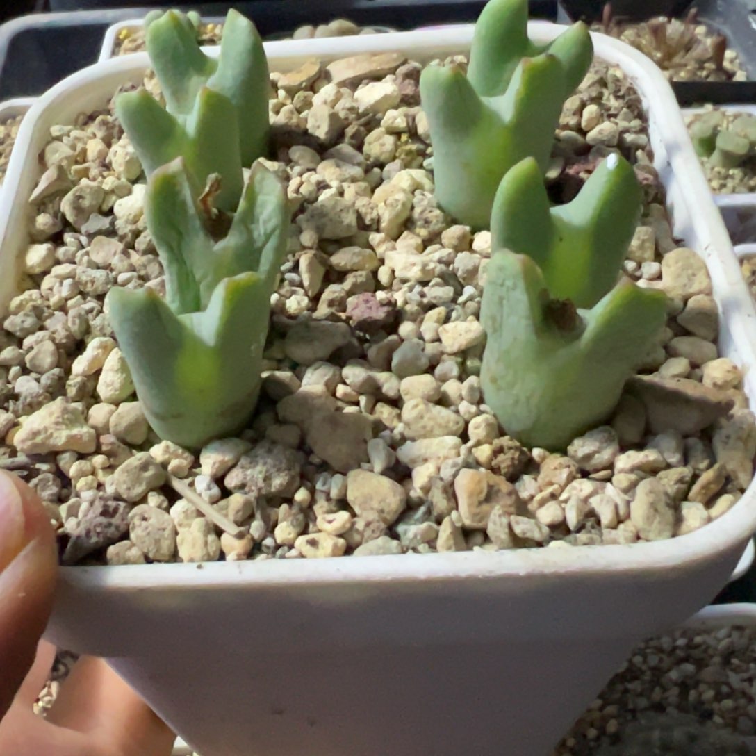 双头尖耳少将，一颗包邮