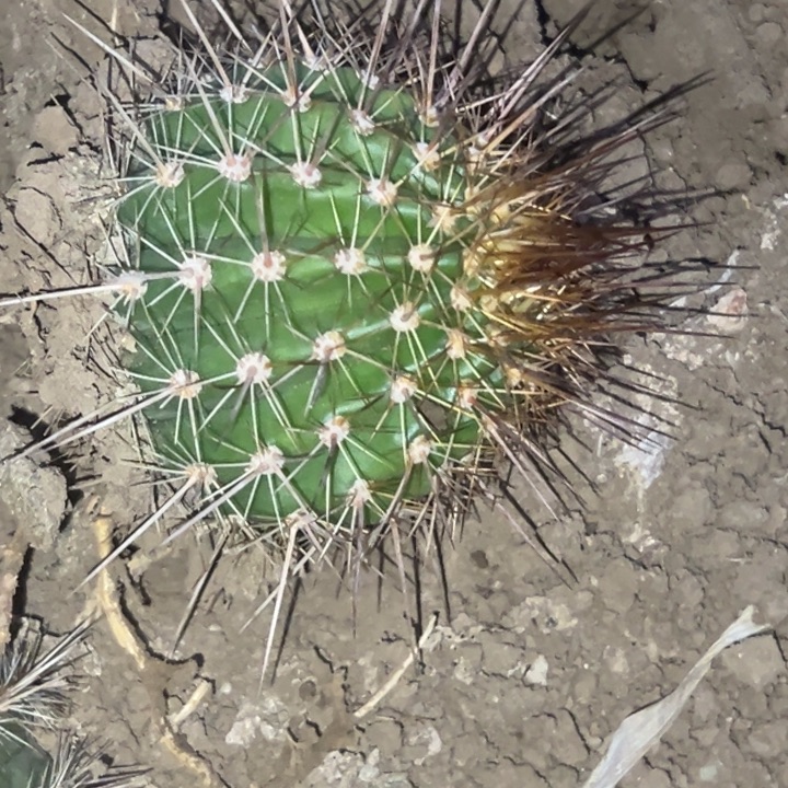 清清玫瑰根瑕疵瑕疵