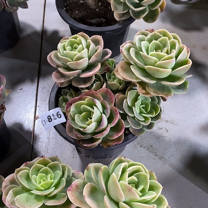 浅***笑816星纳塔多肉植物多肉