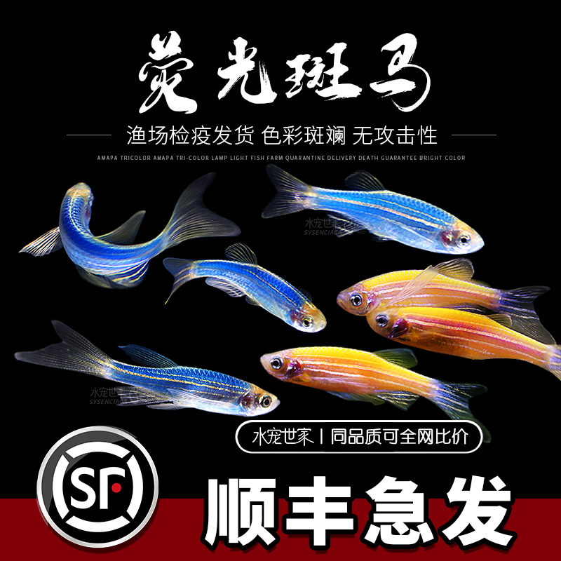 荧光饲养红蓝带斑马冷水小型热带鱼荧光鳉鱼夜明珠观赏鱼活体鱼