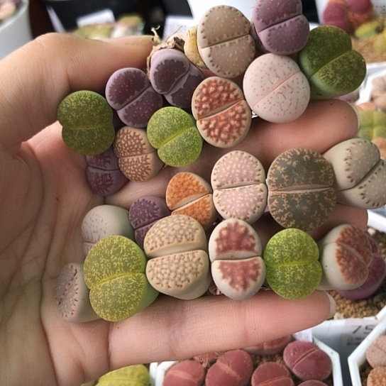 8159，23棵母本开播福利