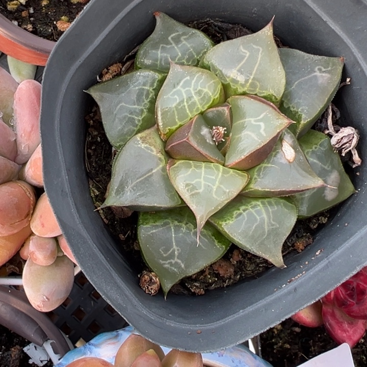 雨露多肉植物435多肉植物