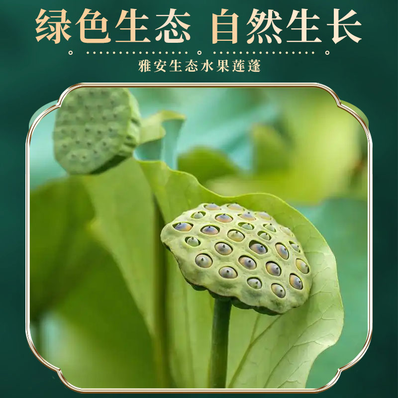 新鲜老莲蓬成熟莲蓬2025莲子米软糯香当季