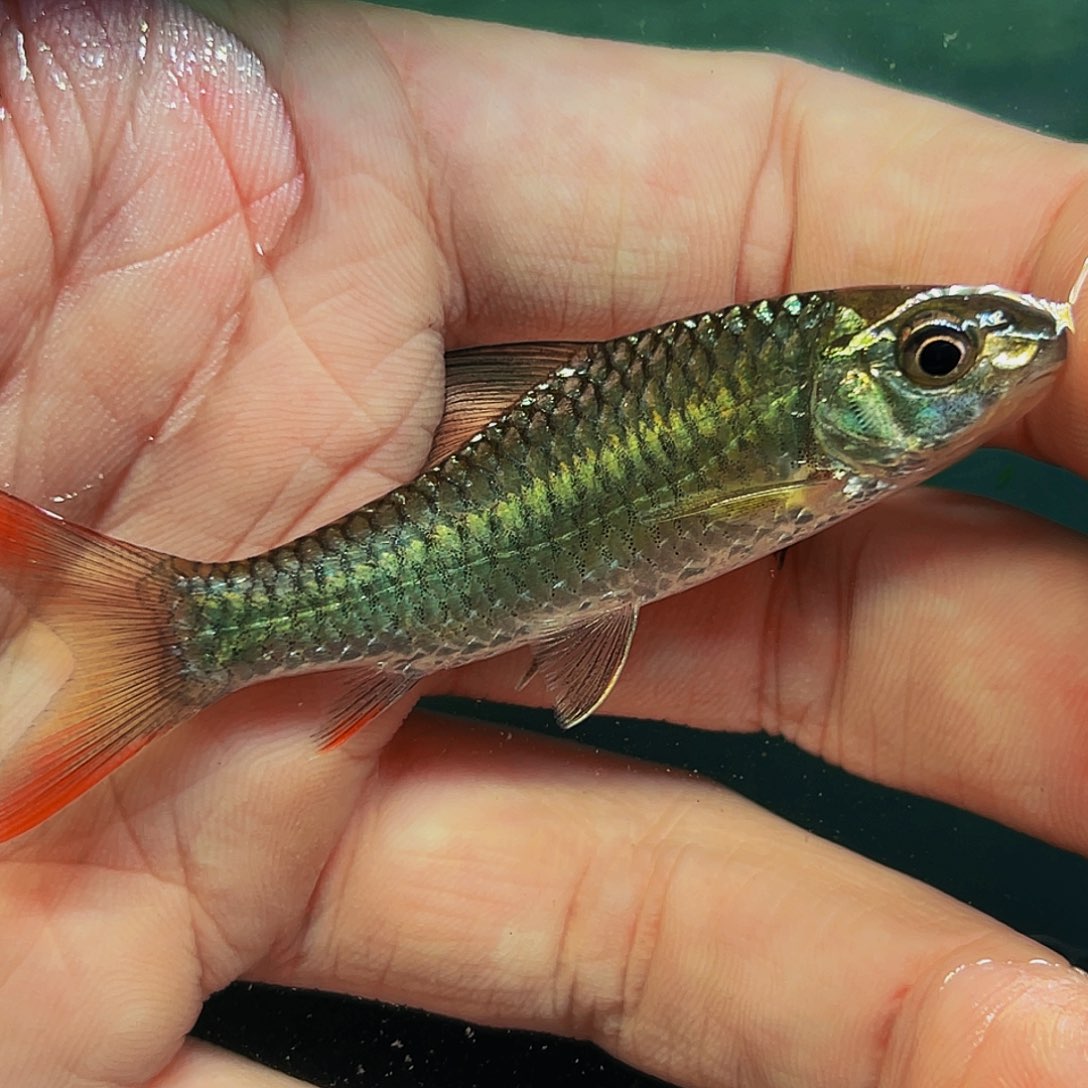 吉罗鱼黄彩虹7.6cm