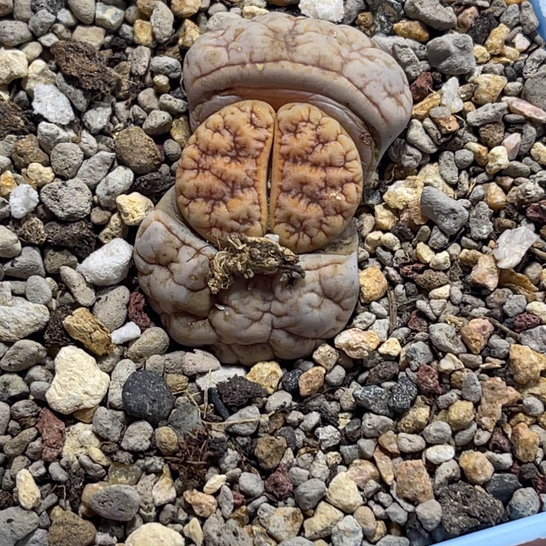 7299拿铁189凹凸连纹