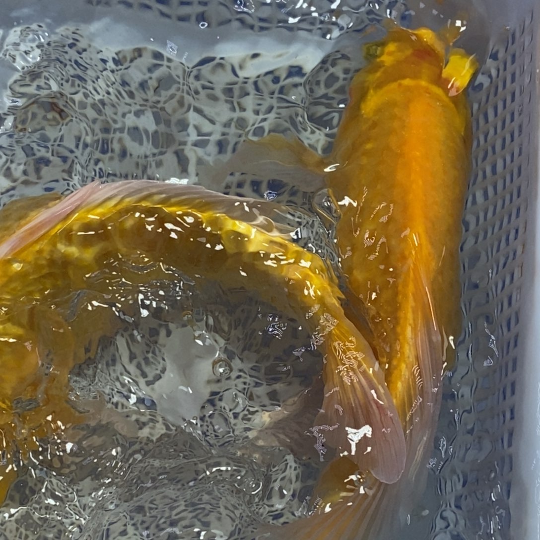 锦鲤冷水锦鲤包邮