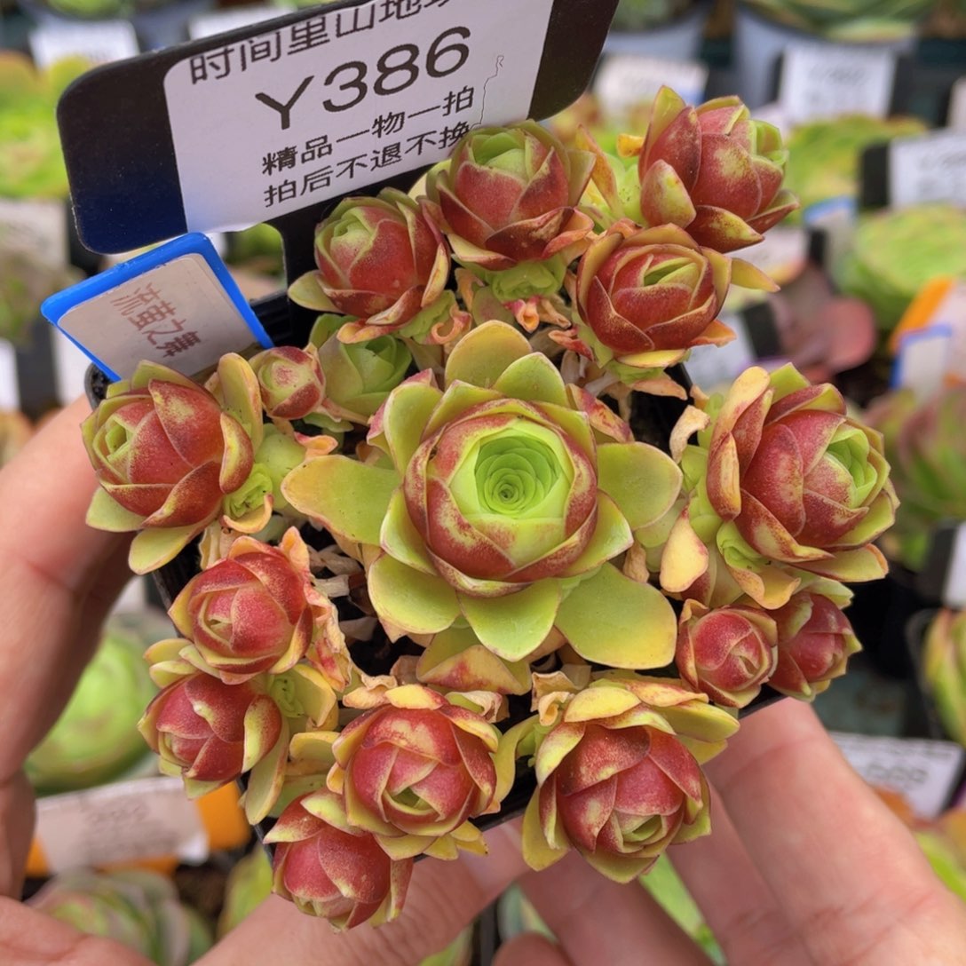 流萤之舞多肉福利386一物一拍