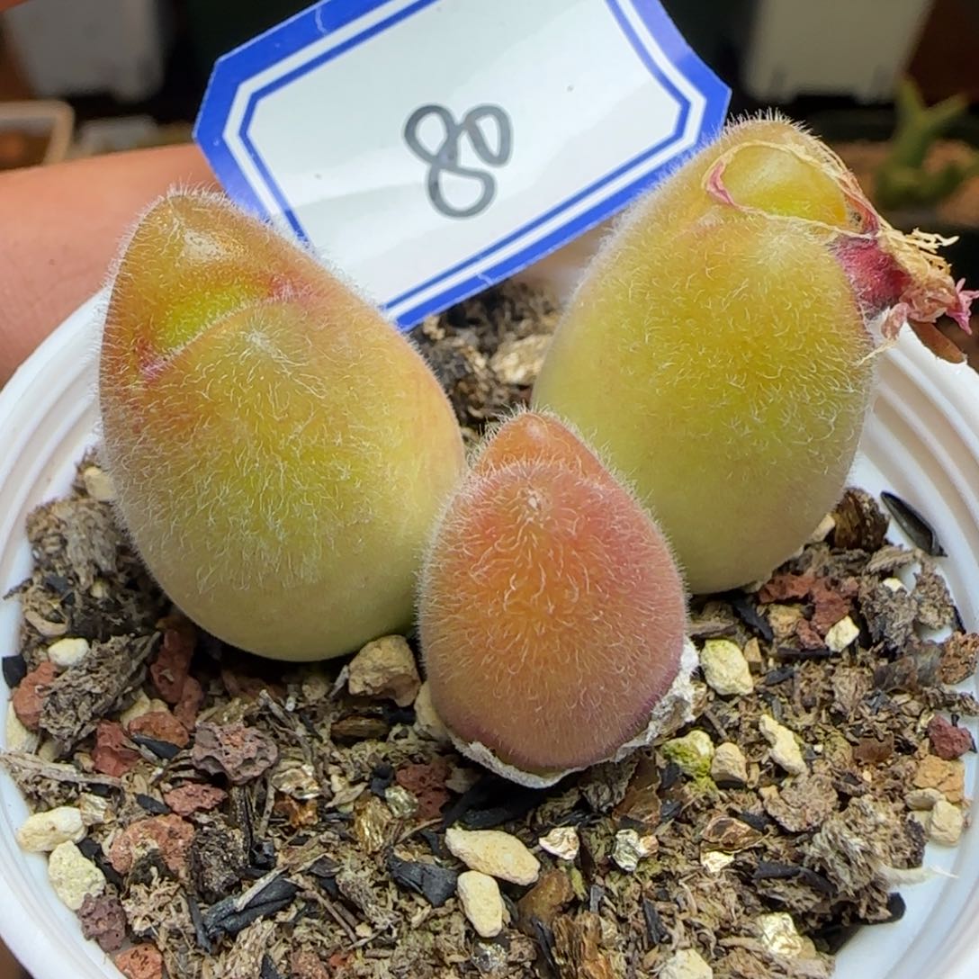 长毛带盆土发货。        